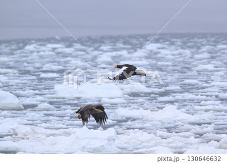 北海道羅臼町の沖合の流氷の上を飛ぶオオワシ 130646632