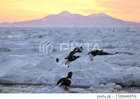 早朝の北海道羅臼町の沖合の流氷の上を飛ぶオオワシ 130646659