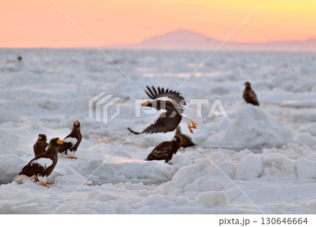 早朝の北海道羅臼町の沖合の流氷の上を飛ぶオオワシ 130646664