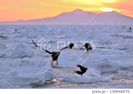 早朝の北海道羅臼町の沖合の流氷の上を飛ぶオオワシ 早朝の北海道羅臼町の沖合の流氷の上を飛ぶオオワシ 130646670