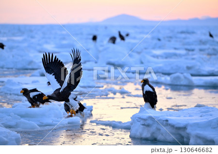 早朝の北海道羅臼町の沖合の流氷の上を飛ぶオオワシ 130646682