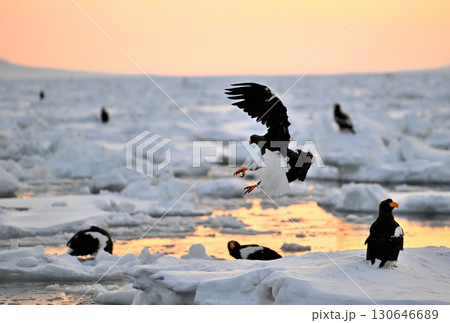 早朝の北海道羅臼町の沖合の流氷の上を飛ぶオオワシ 130646689