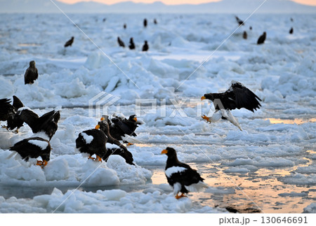 早朝の北海道羅臼町の沖合の流氷の上を飛ぶオオワシ 130646691
