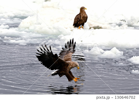 北海道羅臼町沖の流氷が漂う海面で魚を捕るオジロワシ 130646702