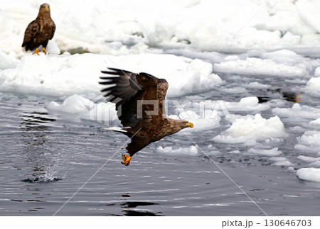北海道羅臼町沖の流氷が漂う海面で魚を捕るオジロワシ 北海道羅臼町沖の流氷が漂う海面で魚を捕るオジロワシ 130646703