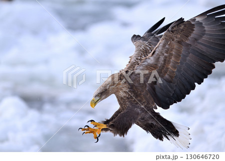 北海道羅臼町の沖合の流氷の上を飛ぶオジロワシ 北海道羅臼町の沖合の流氷の上を飛ぶオジロワシ 130646720