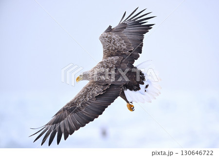 北海道羅臼町の沖合の流氷の上を飛ぶオジロワシ 130646722