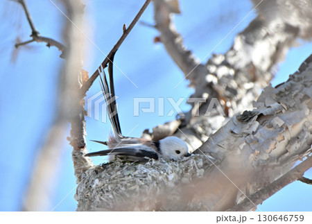 冬の北海道の公園で巣作り中のシマエナガ 冬の北海道の公園で巣作り中のシマエナガ 130646759