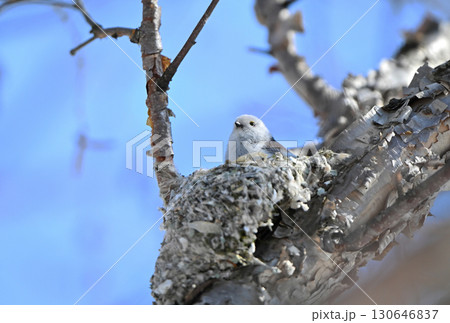 冬の北海道の公園で巣作り中のシマエナガ 130646837
