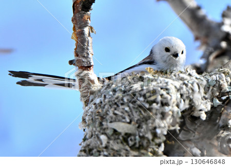 冬の北海道の公園で巣作り中のシマエナガ 130646848