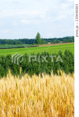 北海道美瑛町の収穫を待つ風に揺れる麦畑 130646863