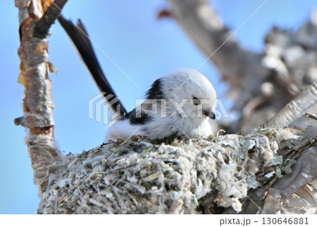冬の北海道の公園で巣作り中のシマエナガ 130646881