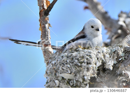 冬の北海道の公園で巣作り中のシマエナガ 冬の北海道の公園で巣作り中のシマエナガ 130646887