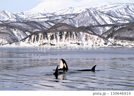 北海道羅臼沖のシャーベット状に凍り始めた海で水面から頭を上げて周囲を確認するシャチ 北海道羅臼沖のシャーベット状に凍り始めた海で水面から頭を上げて周囲を確認するシャチ 130646919