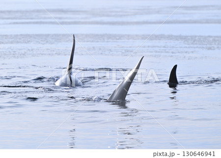北海道羅臼沖のシャーベット状に凍り始めた海を泳ぐシャチの群れ 130646941