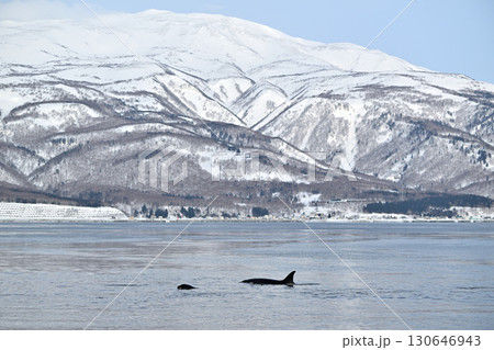 北海道知床半島沖のシャーベット状に凍り始めた海を泳ぐシャチの群れ 130646943