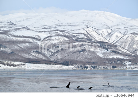 北海道知床半島沖のシャーベット状に凍り始めた海を泳ぐシャチの群れ 130646944