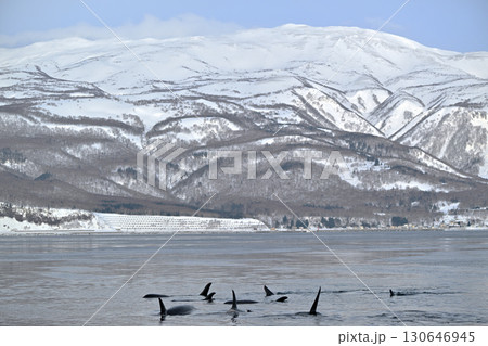 北海道知床半島沖のシャーベット状に凍り始めた海を泳ぐシャチの群れ 130646945