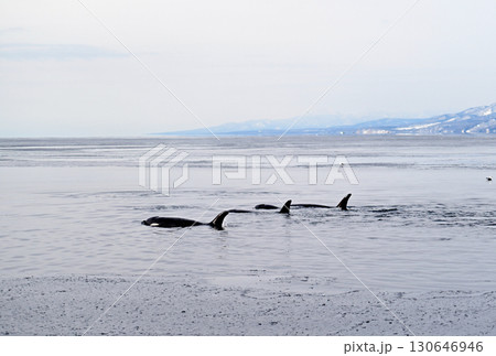 北海道知床半島沖のシャーベット状に凍り始めた海を泳ぐシャチの群れ 130646946