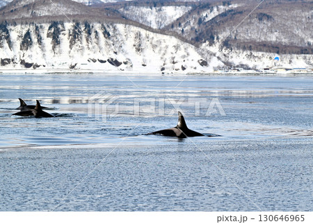 北海道知床半島沖のシャーベット状に凍り始めた海を泳ぐシャチの群れ 130646965