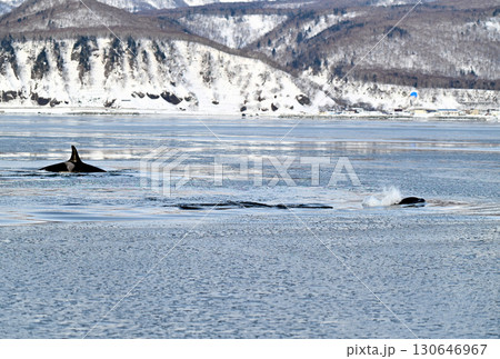 北海道知床半島沖のシャーベット状に凍り始めた海を泳ぐシャチの群れ 北海道知床半島沖のシャーベット状に凍り始めた海を泳ぐシャチの群れ 130646967