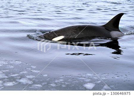 北海道羅臼沖のシャーベット状に凍り始めた海を泳ぐシャチ 130646975