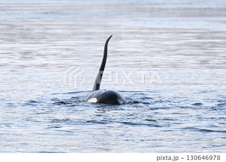 北海道羅臼沖のシャーベット状に凍り始めた海を泳ぐシャチ 130646978