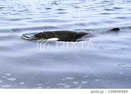 北海道羅臼沖のシャーベット状に凍り始めた海を泳ぐシャチ 北海道羅臼沖のシャーベット状に凍り始めた海を泳ぐシャチ 130646980