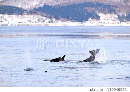 北海道羅臼沖のシャーベット状に凍り始めた海で水面から尾をあげるシャチ 130646982