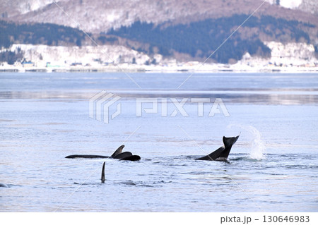 北海道羅臼沖のシャーベット状に凍り始めた海で水面から尾をあげるシャチ 130646983