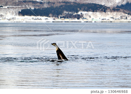 北海道羅臼沖のシャーベット状に凍り始めた海で水面から尾をあげるシャチ 130646988