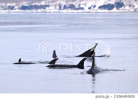 北海道羅臼沖のシャーベット状に凍り始めた海で水面から尾をあげるシャチ 北海道羅臼沖のシャーベット状に凍り始めた海で水面から尾をあげるシャチ 130646989