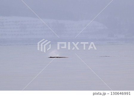北海道羅臼沖のシャーベット状に凍り始めた海を泳ぐツチクジラ 130646991