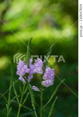 ハナトラノオ・2025年㋆ ハナトラノオ・2025年㋆ 130647604