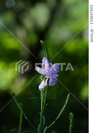 ハナトラノオ・2025年㋆ ハナトラノオ・2025年㋆ 130647605