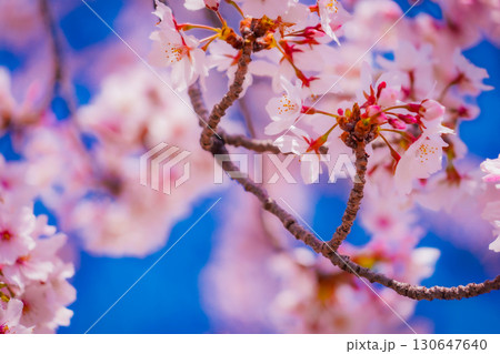 満開の桜 130647640