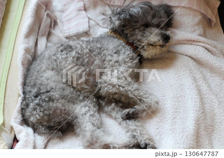 室内でシーツの上で寝そべるトイプードル　グレー　シルバー　トイプードル　丸くなって眠る老犬 130647787