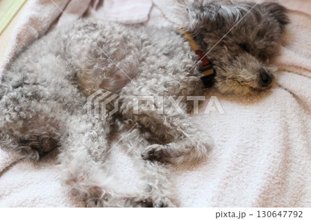 室内でシーツの上で寝そべるトイプードル　グレー　シルバー　トイプードル　丸くなって眠る老犬 130647792