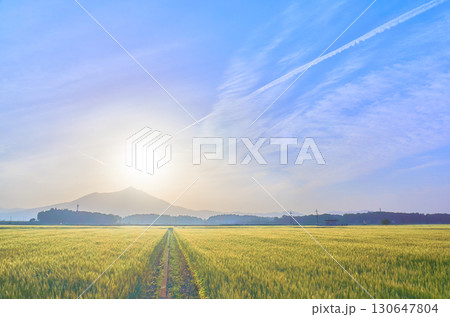 早朝の筑波山と金色に輝く麦畑の幻想的な風景と青空 早朝の筑波山と金色に輝く麦畑の幻想的な風景と青空 130647804