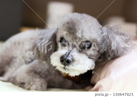室内でシーツの上で寝そべるトイプードルの表情　顔のアップ　シルバー　グレー　トイプードル 130647825