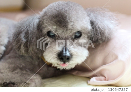 室内でシーツの上で寝そべるトイプードルの表情　顔のアップ　シルバー　グレー　トイプードル 130647827