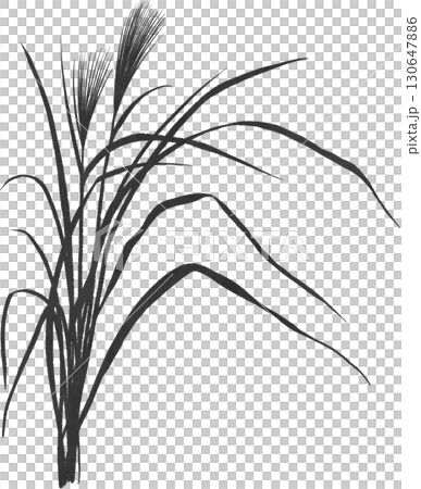 Japanese silver grass illustration material 130647886