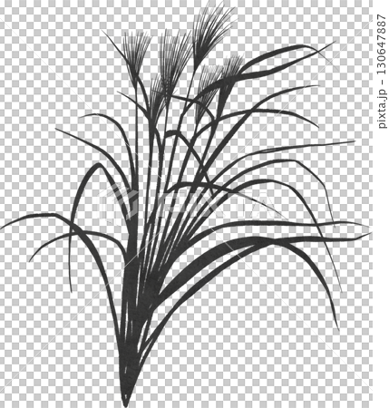 Japanese silver grass illustration material Japanese silver grass illustration material 130647887