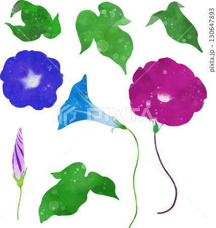 自由自在にアレンジして配置できるアサガオのイラスト素材 130647893