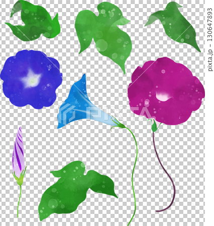 自由自在にアレンジして配置できるアサガオのイラスト素材 130647893