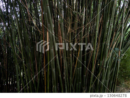 Beautiful green bamboo 130648278