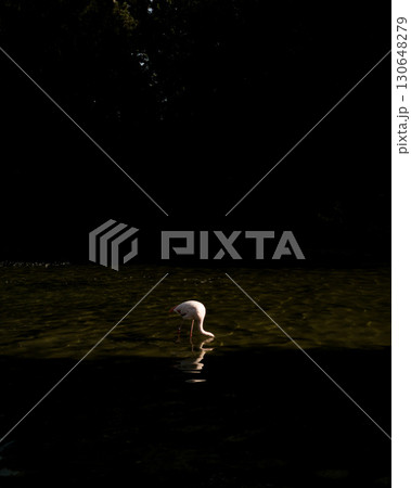 A single pink flamingo feeds A single pink flamingo feeds 130648279