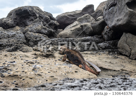 Marine iguana resting on rocks at Playa Loberia 130648376