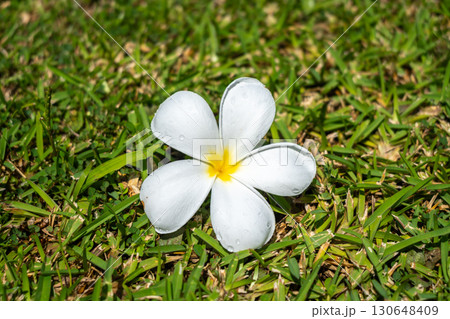 Frangipani Flower on Tahaa Island, French Polynesia Frangipani Flower on Tahaa Island, French Polynesia 130648409
