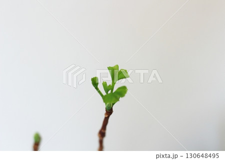 イチョウの葉　銀杏　緑色の銀杏の葉　新芽が出ている銀杏の葉 130648495